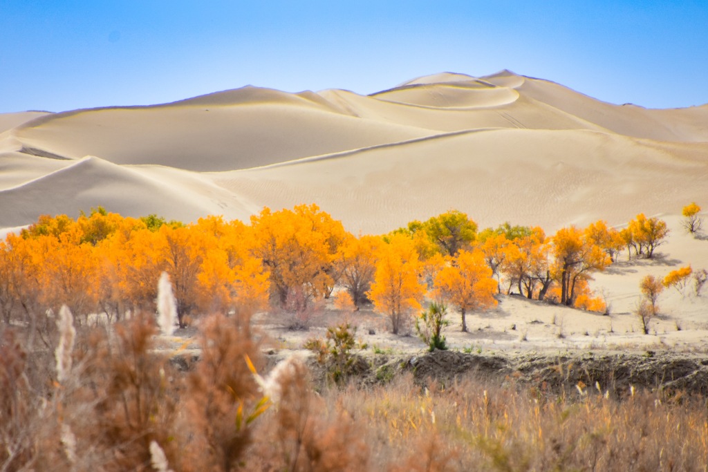 新疆巴州金黄胡杨林与罗布湖相映沙丘高耸连绵