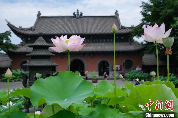 重庆华岩寺莲花盛开 古寺夏荷相映成趣
