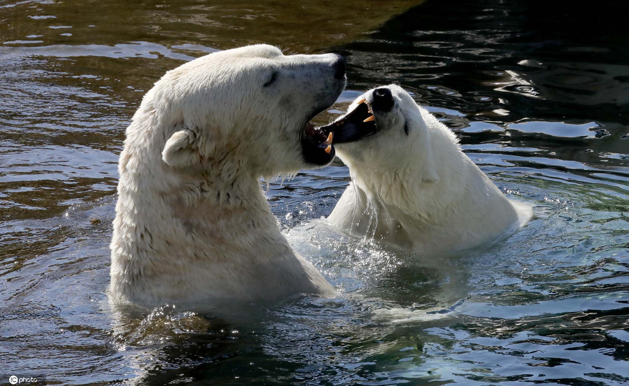 前波莫瑞州罗斯托克,盛夏高温天,当地动物园的北极熊们潜入水中泡澡