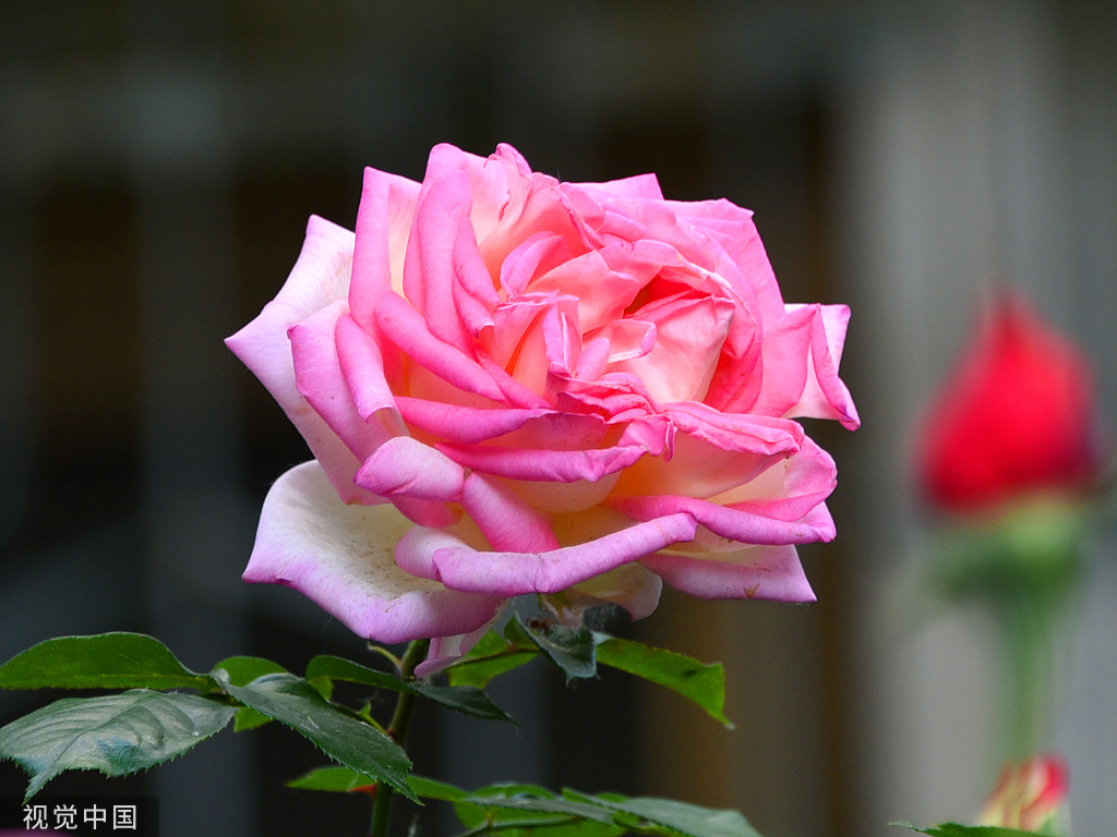 初夏时节北京街头月季盛开美不胜收