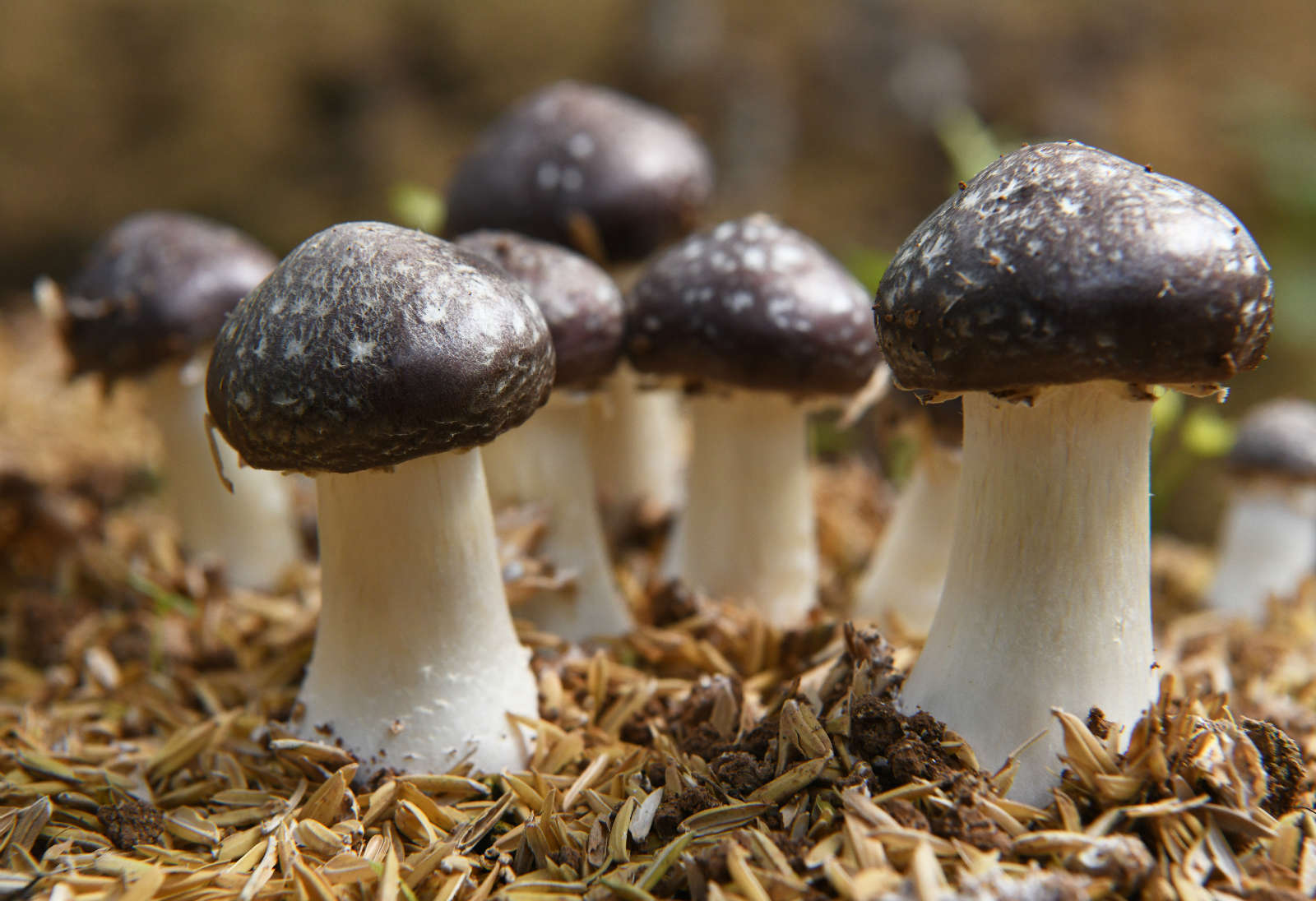山东枣庄树下种菌促增收