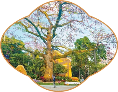广东广州中山纪念堂，游客打卡“中国最美木棉”。郑建摄