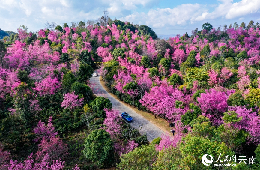 景迈樱花图片