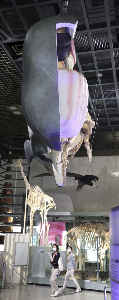 日本国立自然科学博物馆展出抹香鲸标本长约13 77米