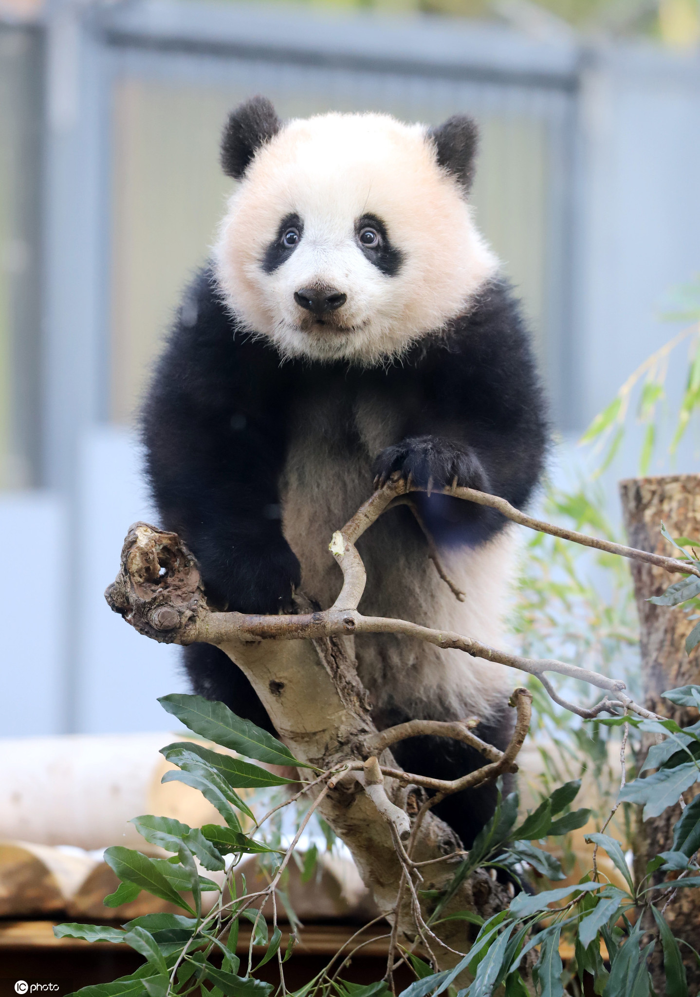 旅美大熊猫回国后首次亮相-搜狐