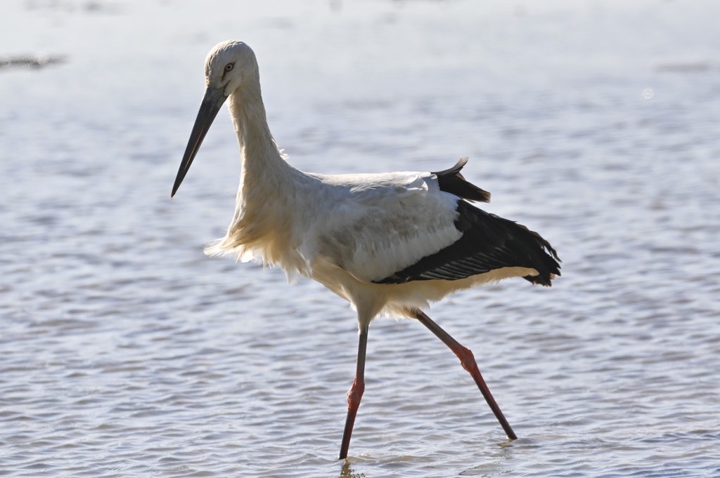 南沙湿地公园鸟类图片