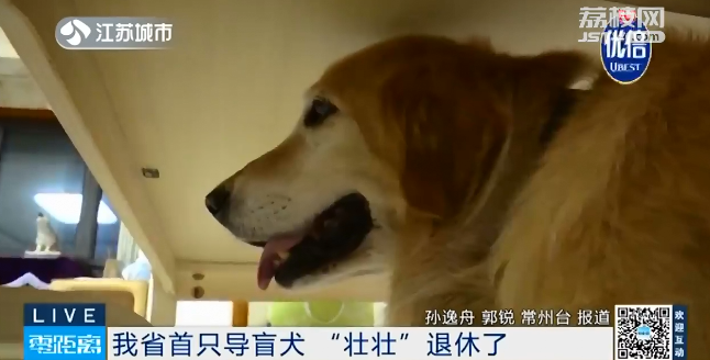 退役大哥与萌新交接!江苏首只导盲犬 "壮壮"光荣退休!
