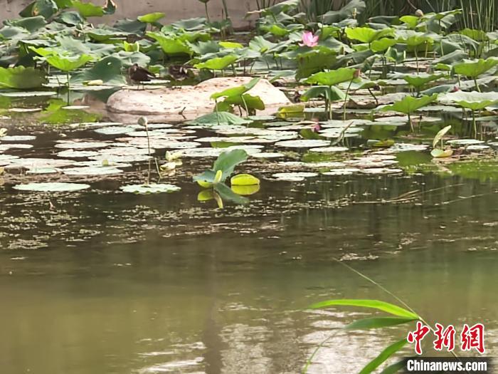 新疆库尔勒市杜鹃河生态湿地公园以“绿”为核心提升河道及沿岸的景色,采取改善河流水质,恢复河道生态环境,构建湿地生态系统。(中新网记者 王小军 摄)