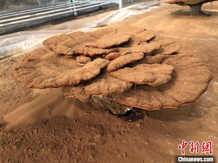 打卡湖北十堰郧阳香菇小镇 看各式灵芝仙草"成长记"