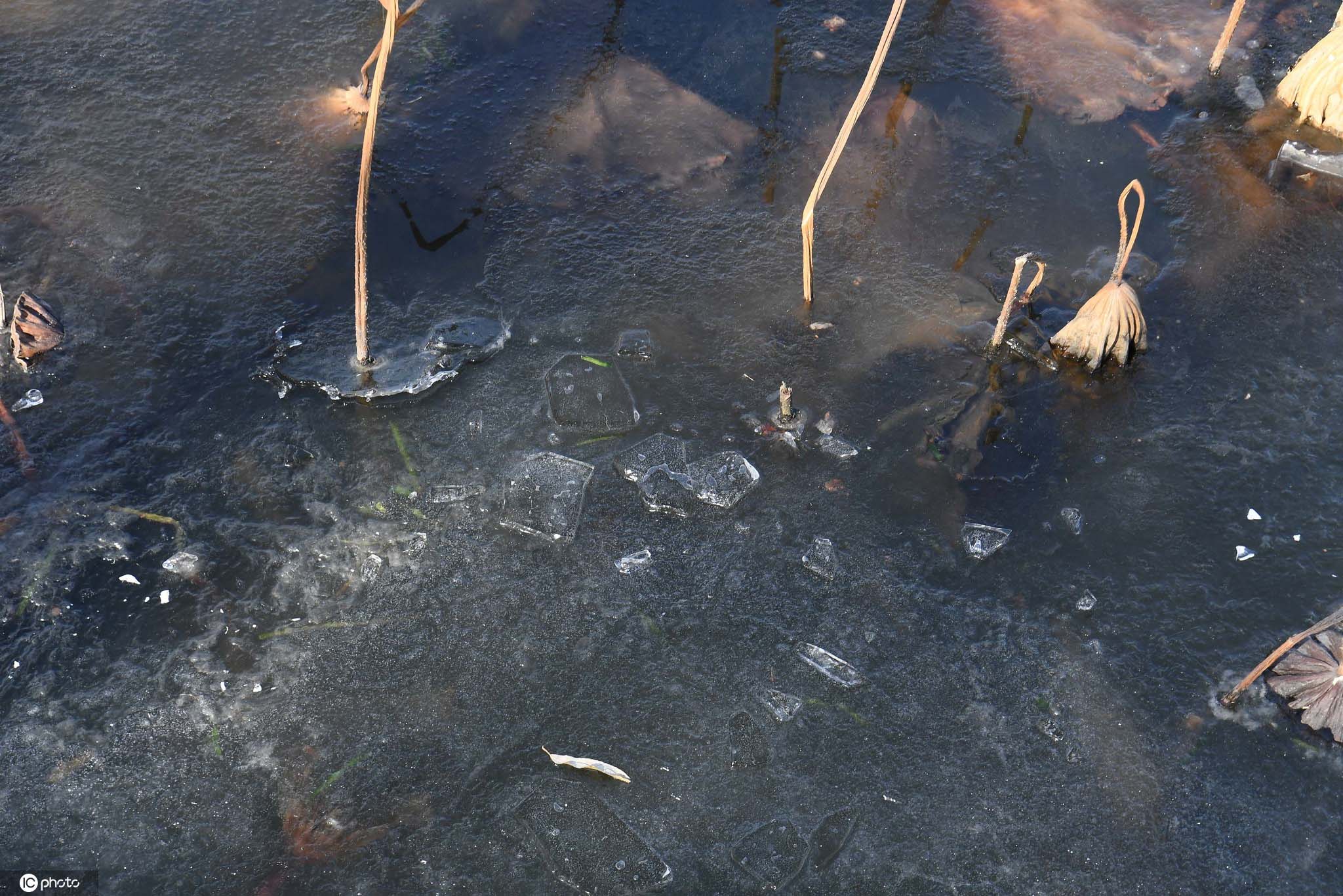 多日连续寒潮 西湖部分湖面结冰