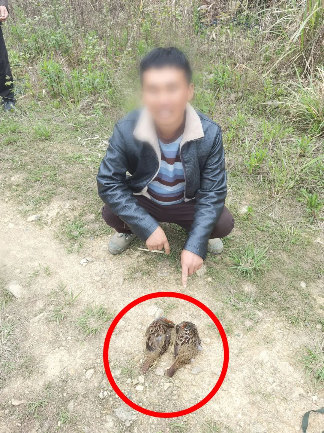 "竹鸡"=国家"三有"保护野生动物,劝君莫打枝头鸟!