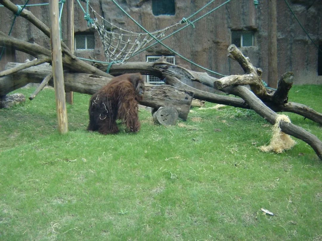 2010年在室外活动场的“森泰”