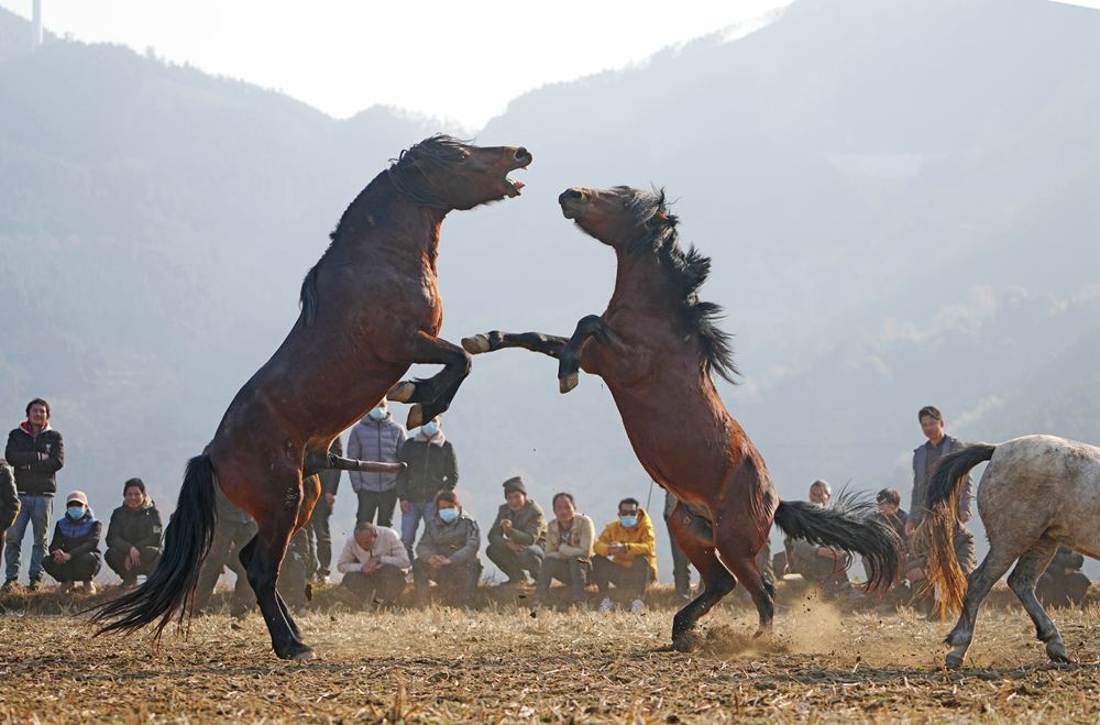 2023元旦假期广西融水苗家斗马庆新年