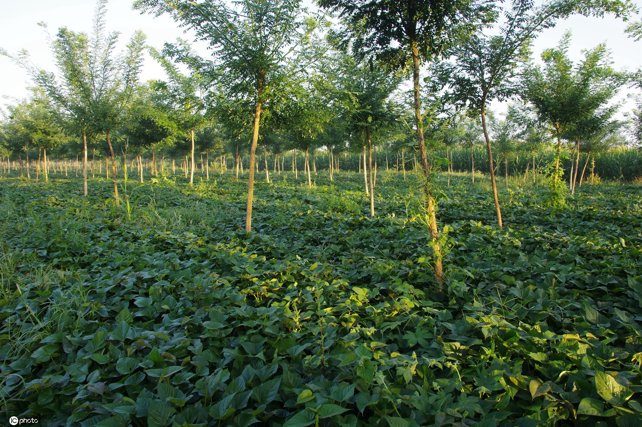 河北邯郸:巧用绿化带种植矮秆作物 助力农民增收