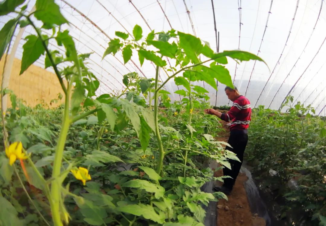 日,在山西运城市新绛县古交镇永丰庄村,村民在管理即将挂果的西红柿苗