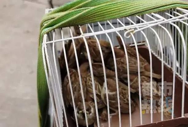 玩大了西安俩男子粘网捕麻雀16只竟为被刑拘