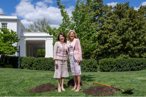 吉尔·拜登在推特上发了一张与岸田夫人“植樱花树”的照片。