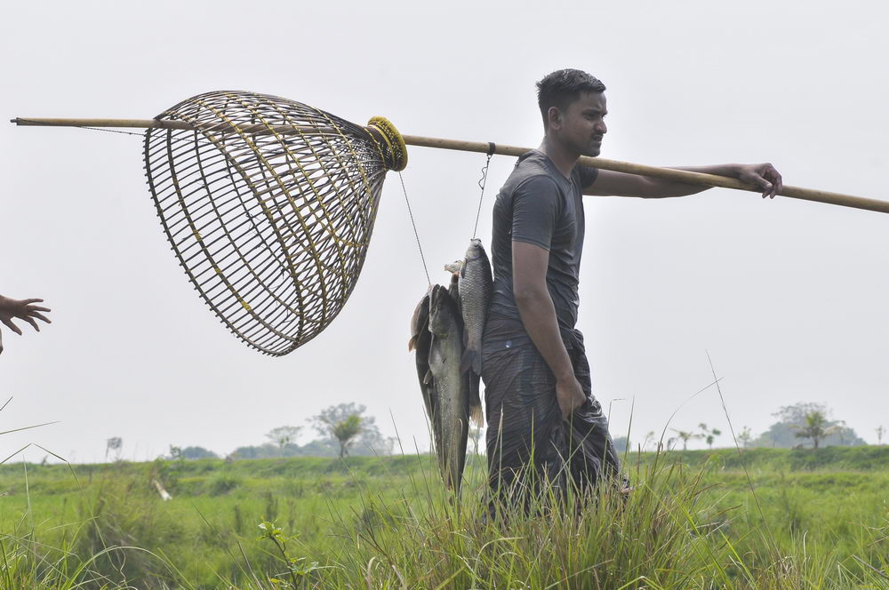 孟加拉国万人下河参加捕鱼节传统渔网怪异抓鱼效率却高