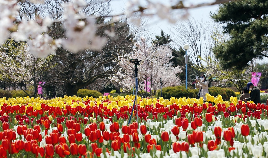 韩国泰安市举行花卉博览会郁金香花海娇艳绽放