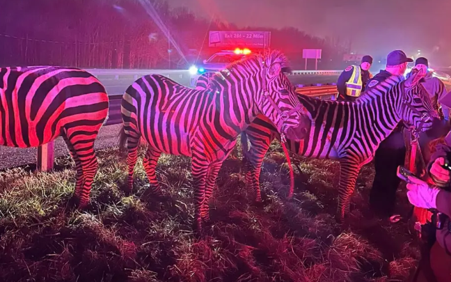 美国一马戏团卡车高速公路上起火动物四散奔逃2名警察受伤