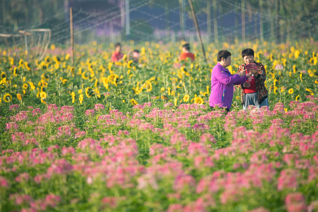 海南琼海:田园春色醉游人