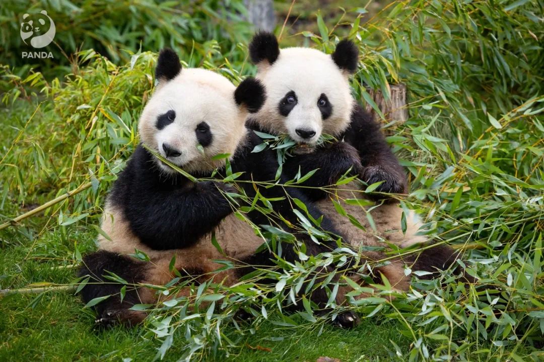 (图片来源:柏林动物园)