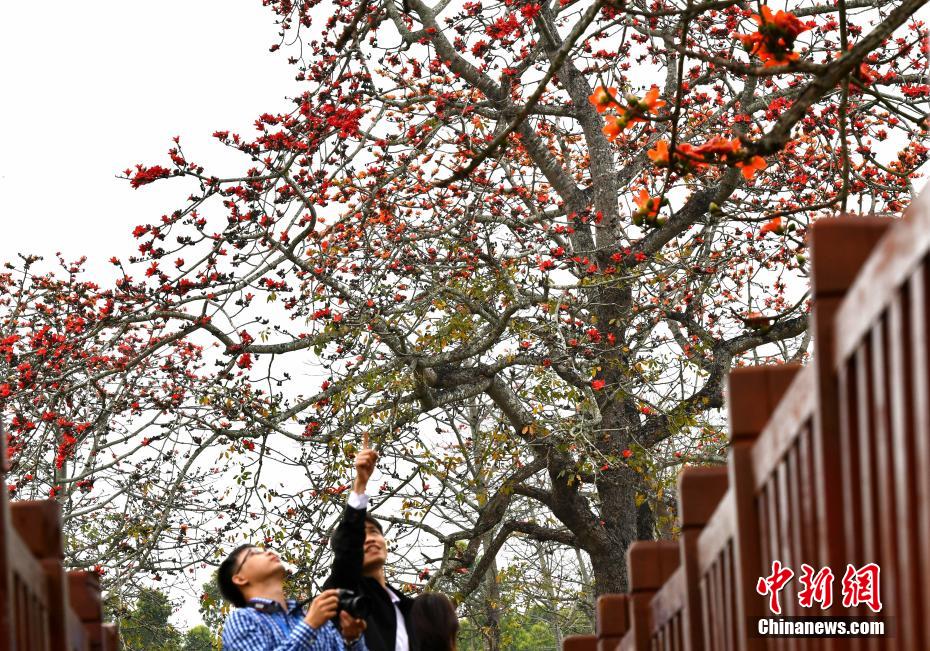 图为游客在昌江黎族自治县叉河镇排岸村欣赏木棉花。 尹海明 摄