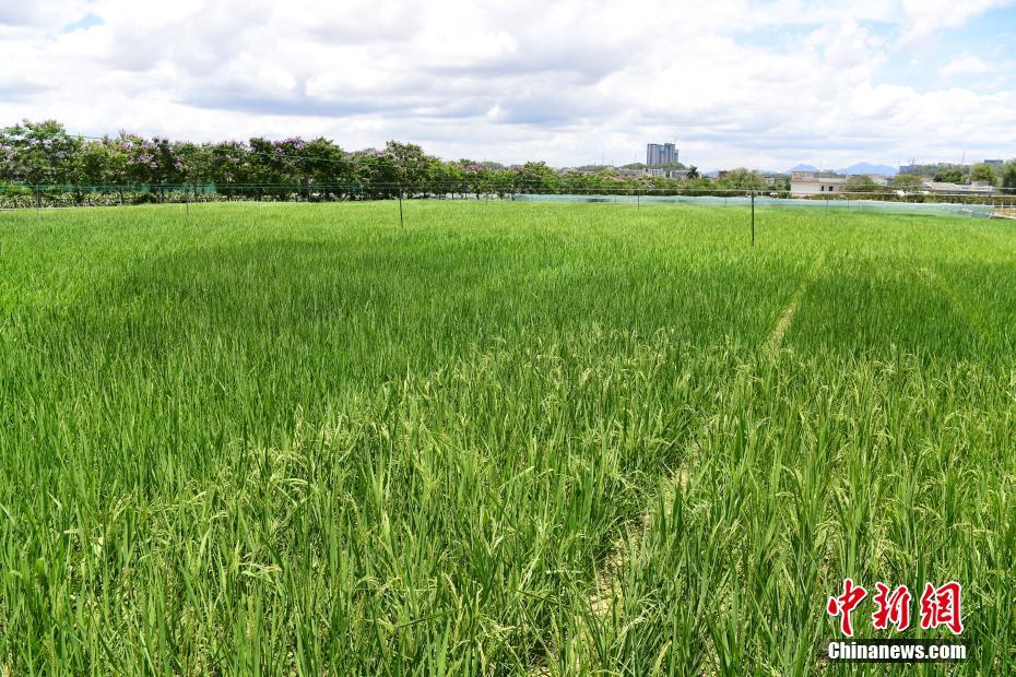 探访位于深圳的国家超级杂交水稻科研基地