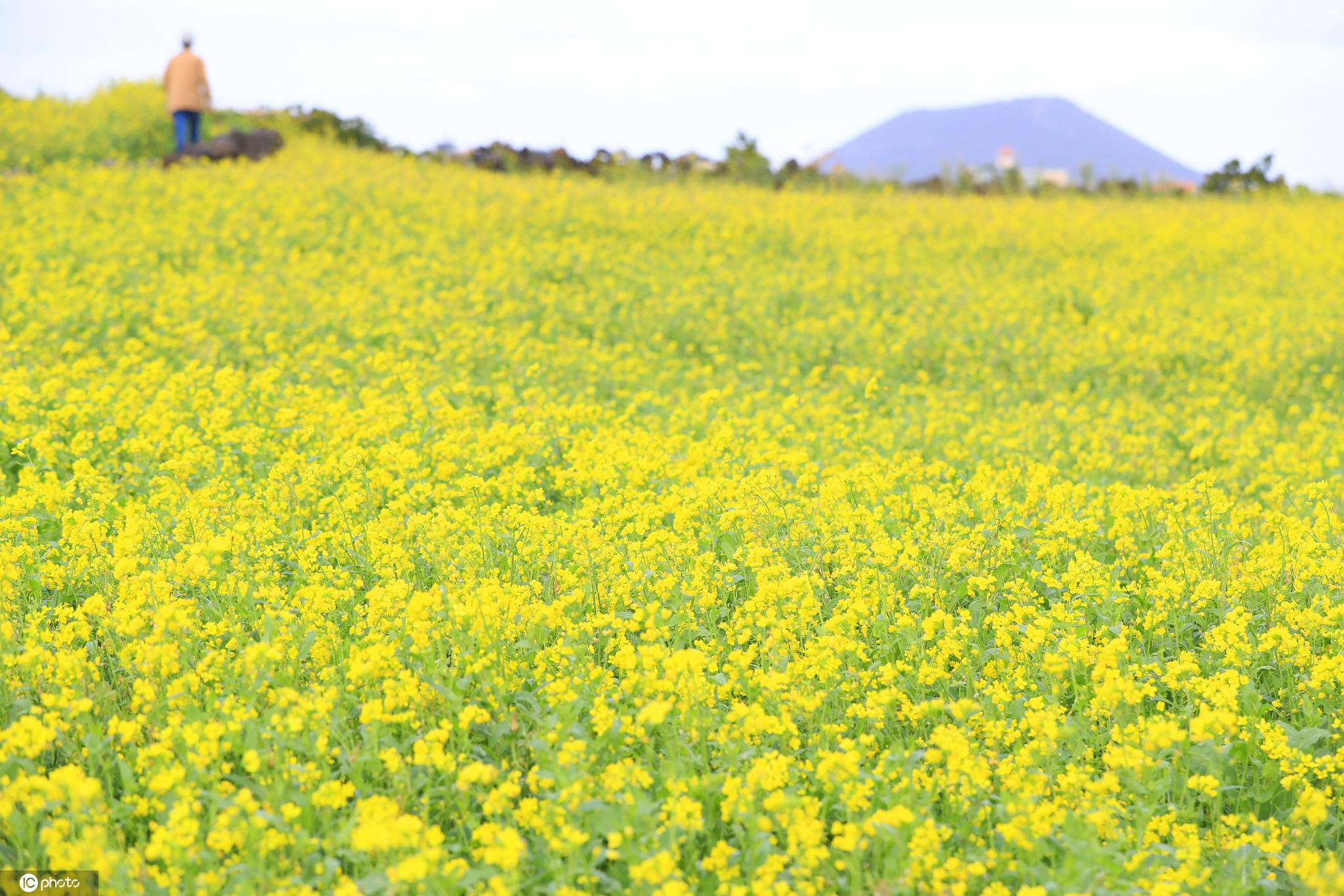 韩国济州岛第一波春色上线 油菜花盛开金灿灿