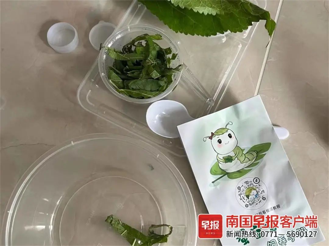 特别推出了"学生养蚕套餐",包括清洁用具,饲养盒,桑叶,放大镜,饲养