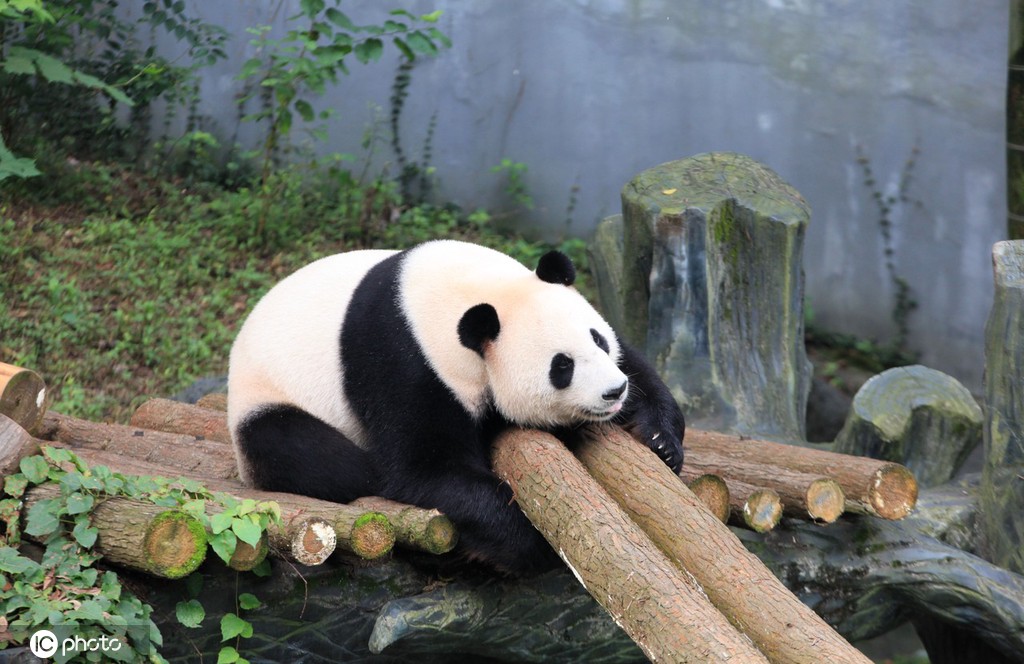 南京红山森林动物园恢复开放02国宝大熊猫憨态可掬引客流
