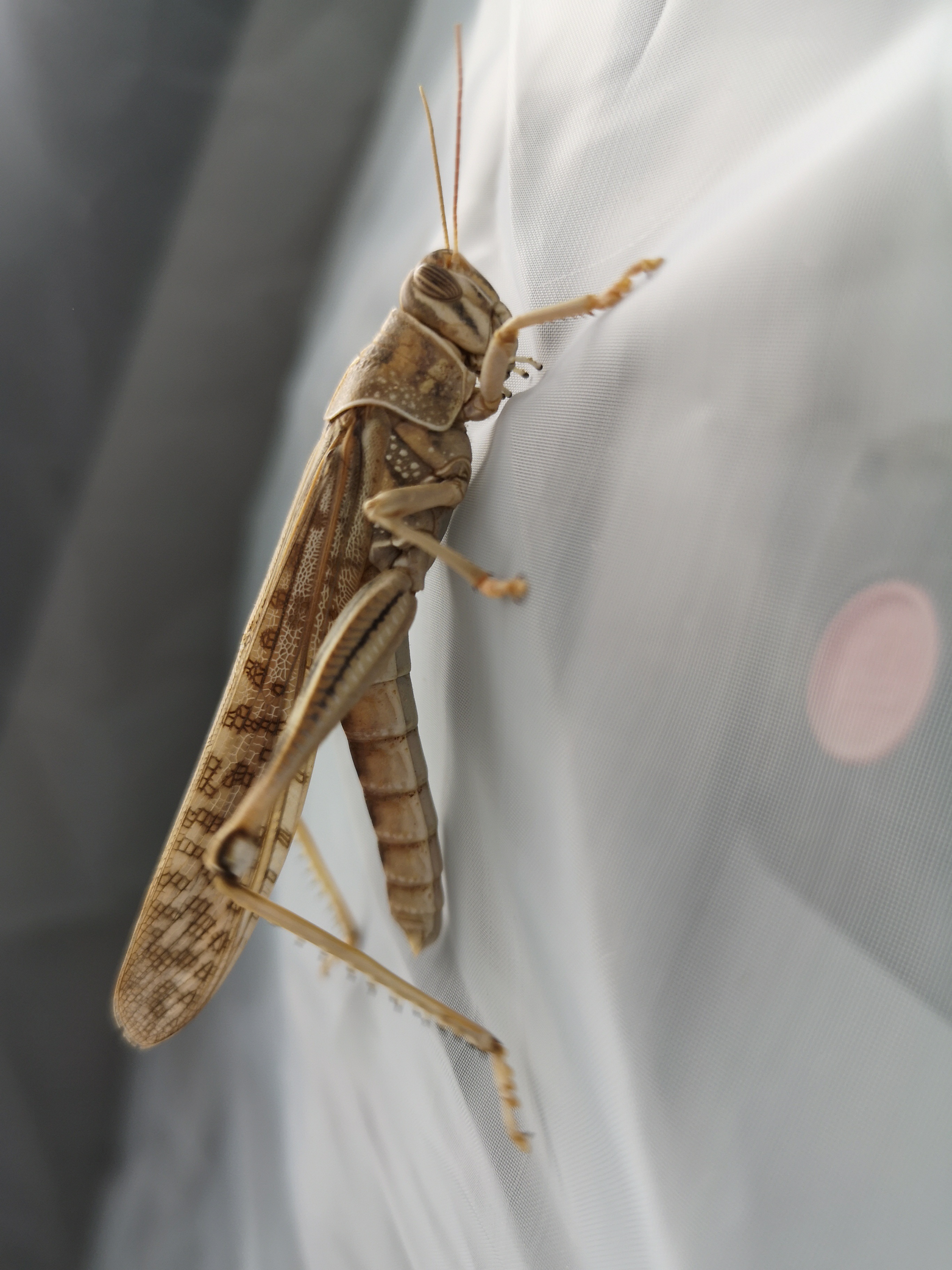 图为:上海海关从进境货物外包装上截获的活体沙漠蝗