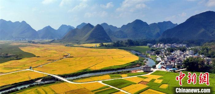 图为金黄的稻田、清澈的河流与靓丽的村庄构成乡村美丽画卷。 赵福播 摄