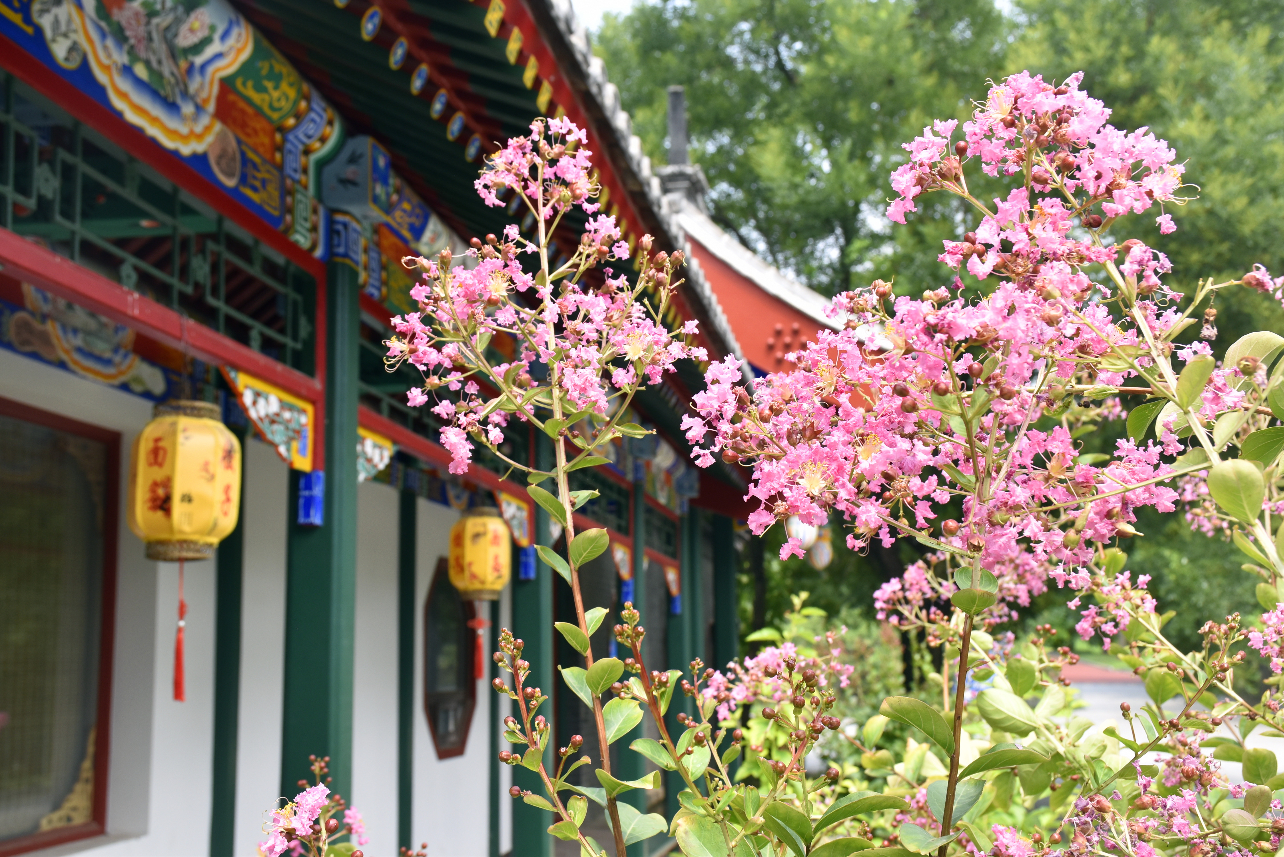 北京国家植物园古建筑旁紫薇花开香气扑鼻