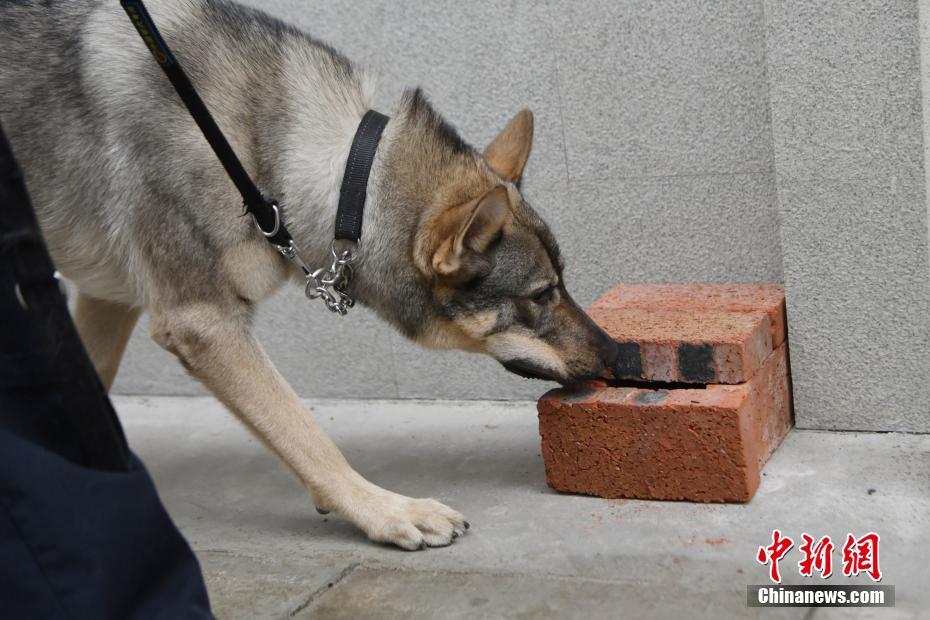 云南缉毒犬"飓风"上岗两月立新功