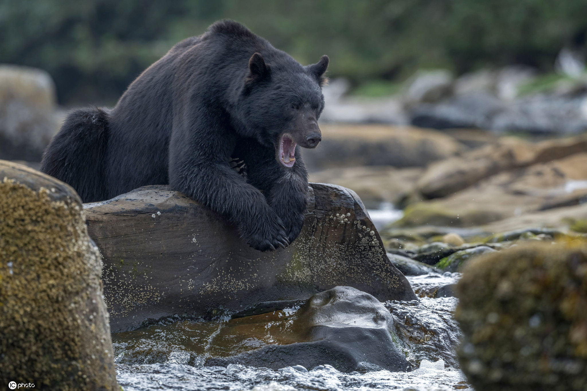 加拿大黑熊水中捕鱼津津有味享受大餐