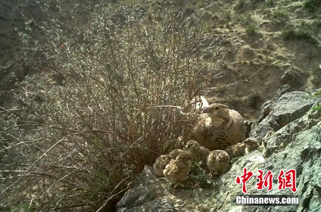  Foto zu 甘肃肃北拍摄到暗腹雪鸡产卵过程 出壳小雪鸡呆萌可爱 