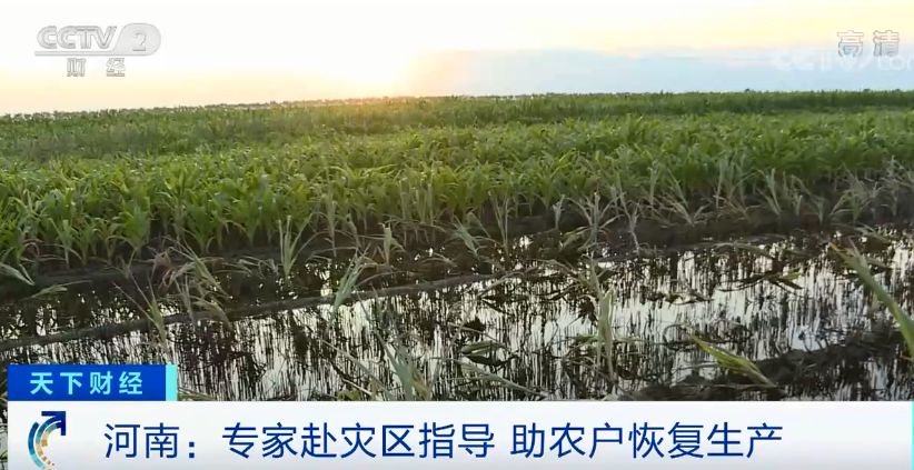 河南1450万亩农作物受灾,绝收550万亩!河南暴雨对我国粮食生产全局影响几何?官方回应