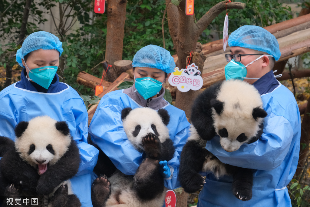 成都大熊猫幼崽集体亮相与饲养员共同送上新年祝福