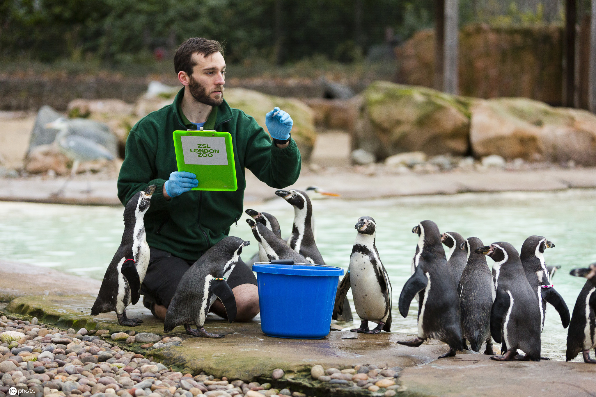 伦敦动物园举行年度"清点"工作 饲养员绞尽脑汁用美食诱惑小动物