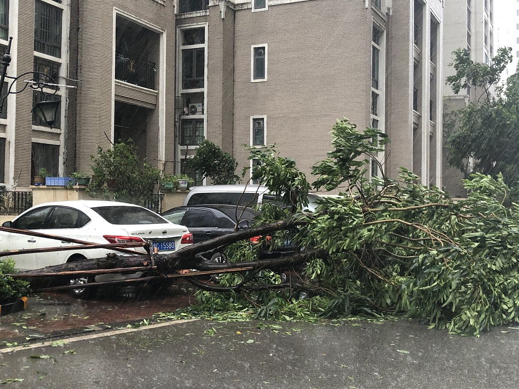 受台风 海高斯 影响 广东中山树木倾倒砸坏汽车