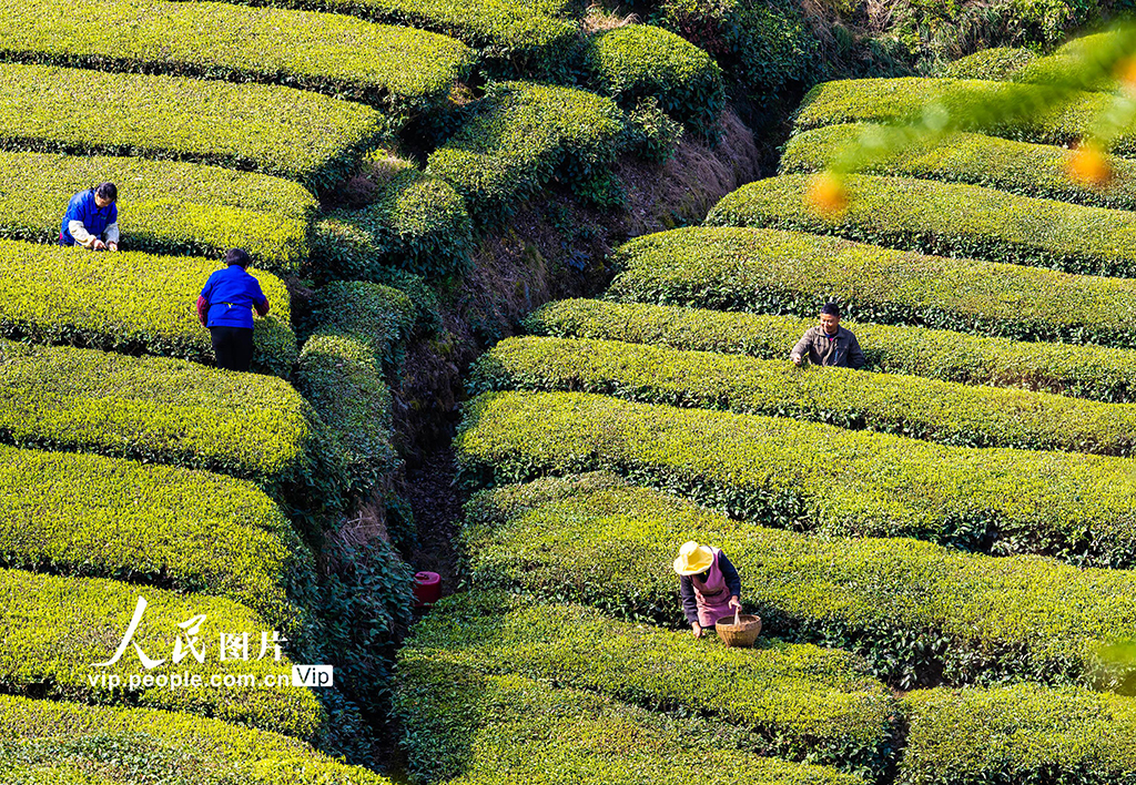 2024年3月20日,茶农在湖北省宜昌市秭归县茅坪镇金缸城村茶园采摘早春