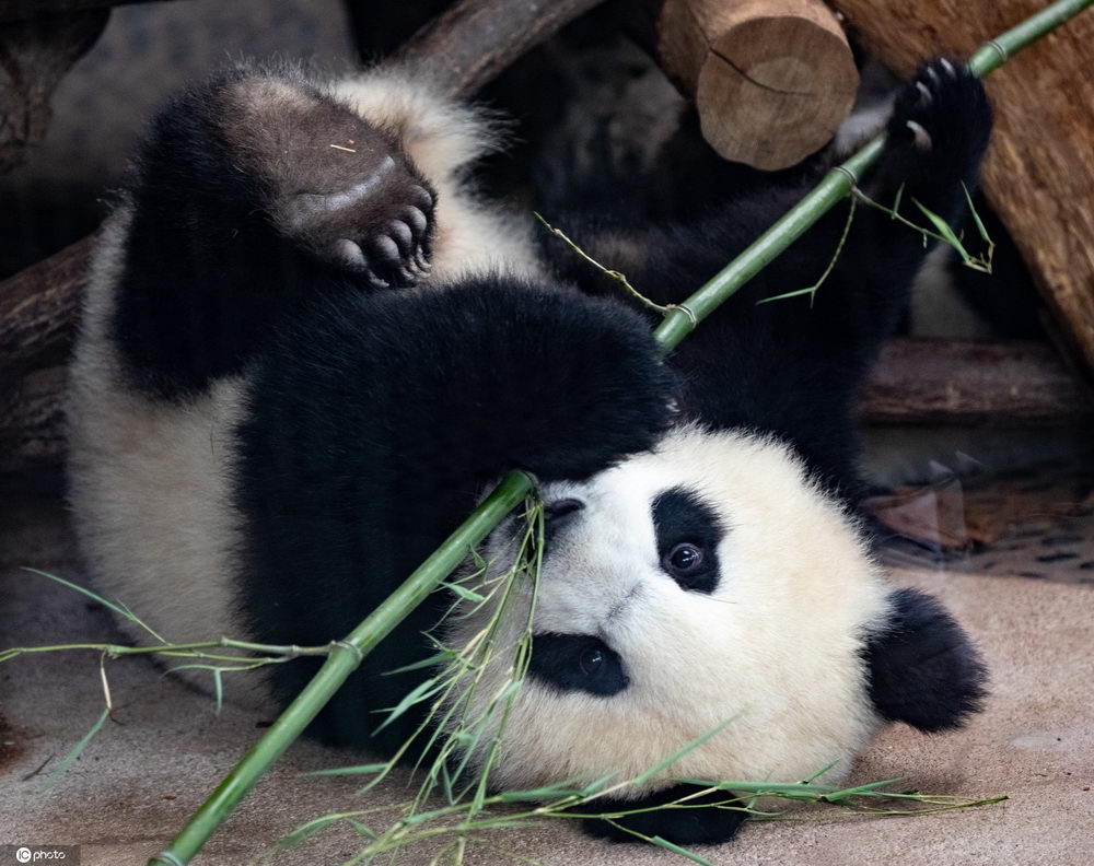 太萌了!柏林动物园双胞胎大熊猫躺地吃竹子嬉戏打闹