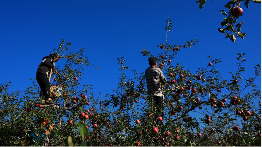 盐源苹果产值达到30亿，约占盐源县GDP的25%，已成为当地支柱产业。李里摄