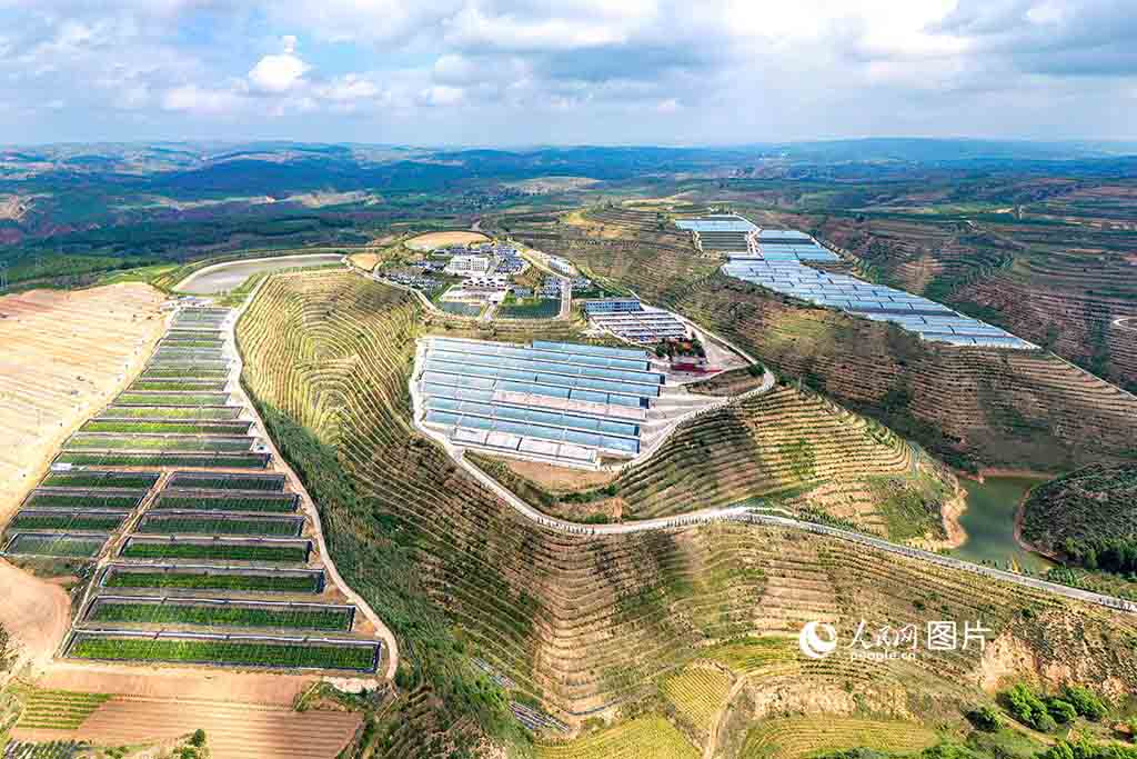 8月5日，山西省忻州市河曲县土沟乡榆岭窊村依山势而建的日光暖棚里，有机西瓜、西红柿、葡萄等蔬果长势正旺。人民网 卢鹏宇摄