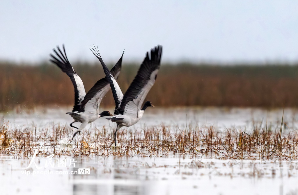 贵州威宁千余只黑颈鹤飞抵草海越冬