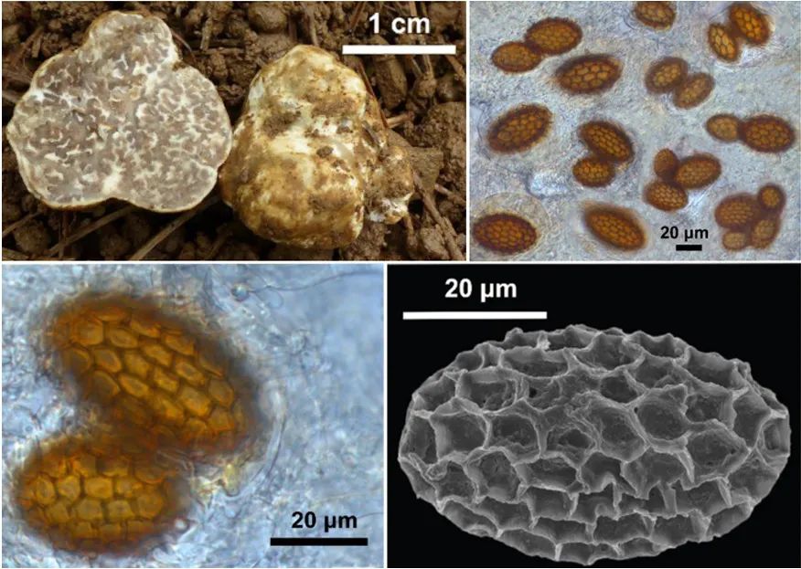 松露块菌（Tubersonglu）