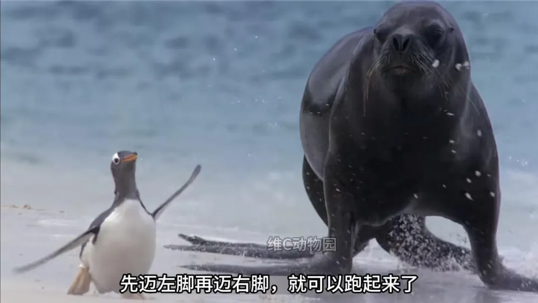 当巴布亚企鹅被海狮追逐,它有自己的逃跑秘籍——"先迈左脚再迈右脚就