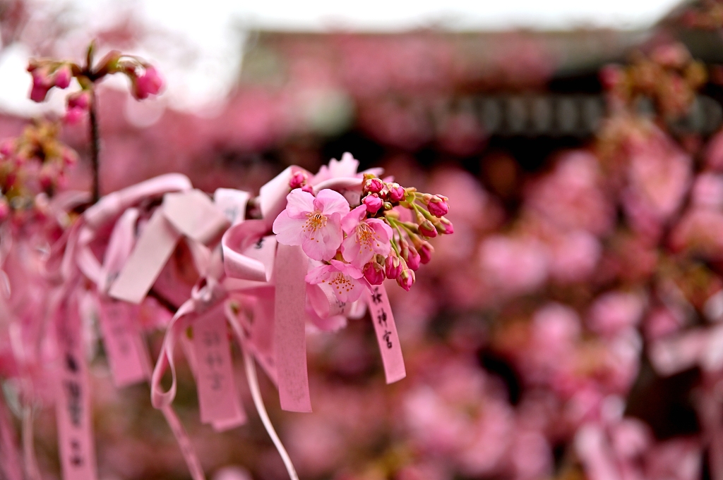 东京樱神宫河津樱盛开民众系粉色缎带祈福