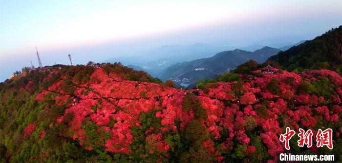 航拍麻城杜鹃花。 肖杰 摄